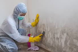  , USA Mold Removal & Remediation Pros